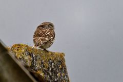 Chevêche d'Athéna - Athene noctua - Little Owl<br>Vendée