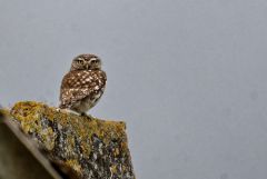 Chevêche d'Athéna - Athene noctua - Little Owl<br>Vendée