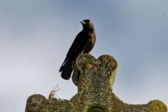 Choucas des tours - Coloeus monedula - Western Jackdaw<br>Région parisienne