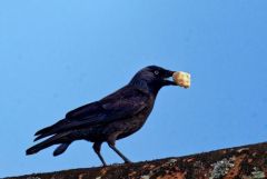 Choucas des tours - Coloeus monedula - Western Jackdaw<br>Région parisienne