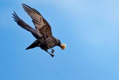 Choucas des tours - Coloeus monedula - Western Jackdaw<br>Région parisienne