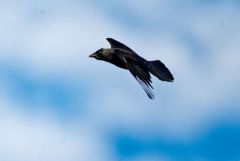 Choucas des tours - Coloeus monedula - Western Jackdaw<br>Région parisienne