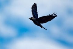 Choucas des tours - Coloeus monedula - Western Jackdaw<br>Région parisienne