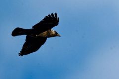 Choucas des tours - Coloeus monedula - Western Jackdaw<br>Région parisienne