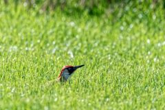 Pic vert ♂ - Picus viridis - European Green Woodpecker<br>Région parisienne