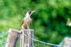 Pic vert ♂ - Picus viridis - European Green Woodpecker<br>Région parisienne