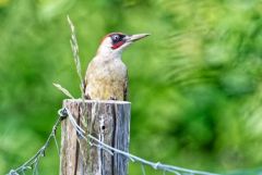 Pic vert ♂ - Picus viridis - European Green Woodpecker<br>Région parisienne