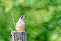 Pic vert ♂ - Picus viridis - European Green Woodpecker<br>Région parisienne