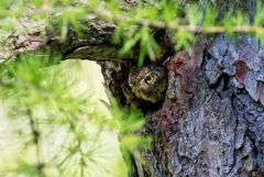 Chevêchette d'Europe - Glaucidium passerinum - Eurasian Pygmy Owl<br>Les Ecrins