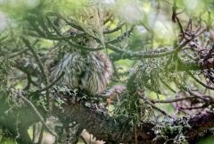 Chevêchette d'Europe - Glaucidium passerinum - Eurasian Pygmy Owl<br>Les Ecrins