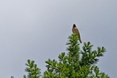 Rougequeue à front blanc - Phoenicurus phoenicurus - Common Redstart<br>Les Ecrins