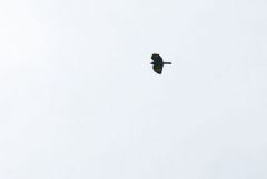 Bondrée apivore - Pernis apivorus - European Honey Buzzard<br>Baronnies provençales