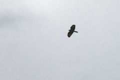 Bondrée apivore - Pernis apivorus - European Honey Buzzard<br>Baronnies provençales