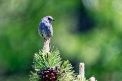 Accenteur mouchet - Prunella modularis - Dunnock<br>Les Ecrins