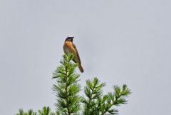 Rougequeue à front blanc - Phoenicurus phoenicurus - Common Redstart<br>Les Ecrins