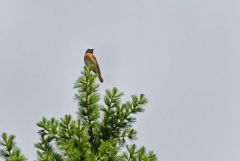 Rougequeue à front blanc - Phoenicurus phoenicurus - Common Redstart<br>Les Ecrins