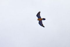 Gypaète barbu - Gypaetus barbatus - Bearded Vulture<br>Les Ecrins