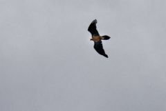 Gypaète barbu - Gypaetus barbatus - Bearded Vulture<br>Les Ecrins