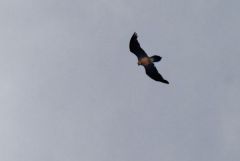 Gypaète barbu - Gypaetus barbatus - Bearded Vulture<br>Les Ecrins