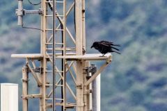 Grand Corbeau - Corvus corax - Northern Raven<br>Baronnies provençales