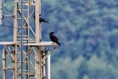 Grand Corbeau - Corvus corax - Northern Raven<br>Baronnies provençales