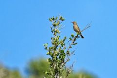 Pipit rousseline - Anthus campestris - Tawny Pipit<br>Baronnies provençales