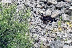 Gypaète barbu juvénile ♀ - Gypaetus barbatus - Bearded Vulture<br>Baronnies provençales