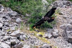 Gypaète barbu juvénile ♂ - Gypaetus barbatus - Bearded Vulture<br>Baronnies provençales