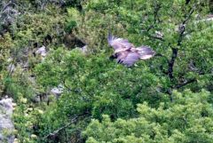 Gypaète barbu juvénile ♂ - Gypaetus barbatus - Bearded Vulture<br>Baronnies provençales