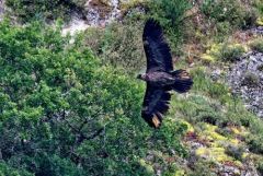 Gypaète barbu juvénile ♂ - Gypaetus barbatus - Bearded Vulture<br>Baronnies provençales