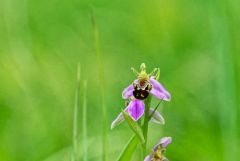 Ophrys abeille - Ophrys apifera<br>Baronnies provençales