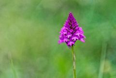 Orchis pyramidal - Anacamptis pyramidalis<br>Baronnies provençales