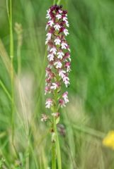 Orchis brûlé - Neotinea ustulata<br>Baronnies provençales