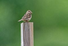 Moineau domestique ♀ - Passer domesticus - House Sparrow<br>Baronnies provençales