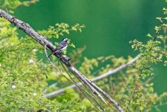 Bergeronnette grise - Motacilla alba - White Wagtail<br>Baronnies provençales