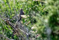 Bruant proyer - Emberiza calandra - Corn Bunting<br>Baronnies provençales