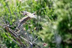 Bruant proyer - Emberiza calandra - Corn Bunting<br>Baronnies provençales