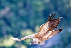 Vautour fauve - Gyps fulvus - Griffon Vulture<br>Baronnies provençales