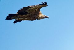 Vautour fauve - Gyps fulvus - Griffon Vulture<br>Baronnies provençales