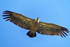 Vautour fauve - Gyps fulvus - Griffon Vulture<br>Baronnies provençales