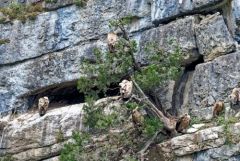 Vautour fauve - Gyps fulvus - Griffon Vulture<br>Baronnies provençales