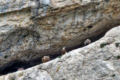 Vautour fauve - Gyps fulvus - Griffon Vulture<br>Baronnies provençales