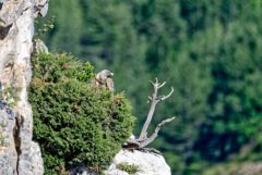 Vautour fauve - Gyps fulvus - Griffon Vulture<br>Baronnies provençales