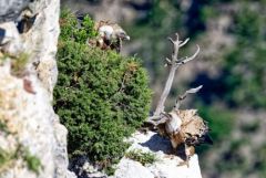 Vautour fauve - Gyps fulvus - Griffon Vulture<br>Baronnies provençales