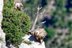 Vautour fauve - Gyps fulvus - Griffon Vulture<br>Baronnies provençales