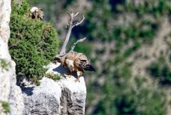 Vautour fauve - Gyps fulvus - Griffon Vulture<br>Baronnies provençales