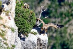 Vautour fauve - Gyps fulvus - Griffon Vulture<br>Baronnies provençales