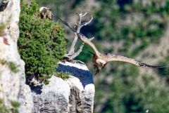 Vautour fauve - Gyps fulvus - Griffon Vulture<br>Baronnies provençales