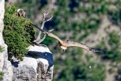 Vautour fauve - Gyps fulvus - Griffon Vulture<br>Baronnies provençales