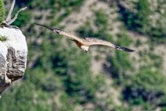 Vautour fauve - Gyps fulvus - Griffon Vulture<br>Baronnies provençales